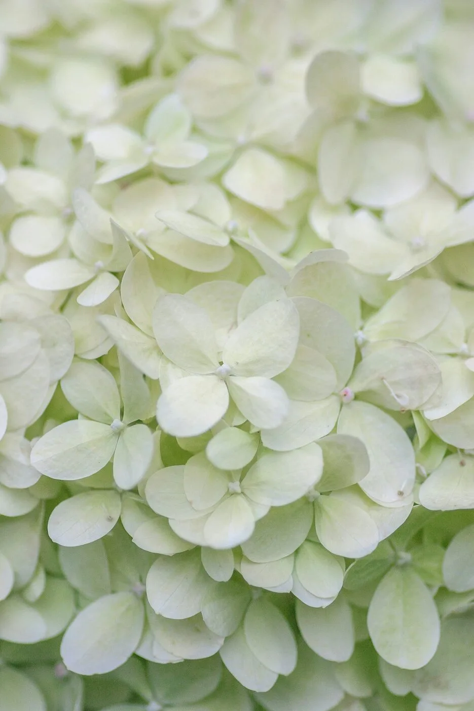 Biało-zielony, stożkowy kwiatostan hortensji bukietowej Hydrangea paniculata