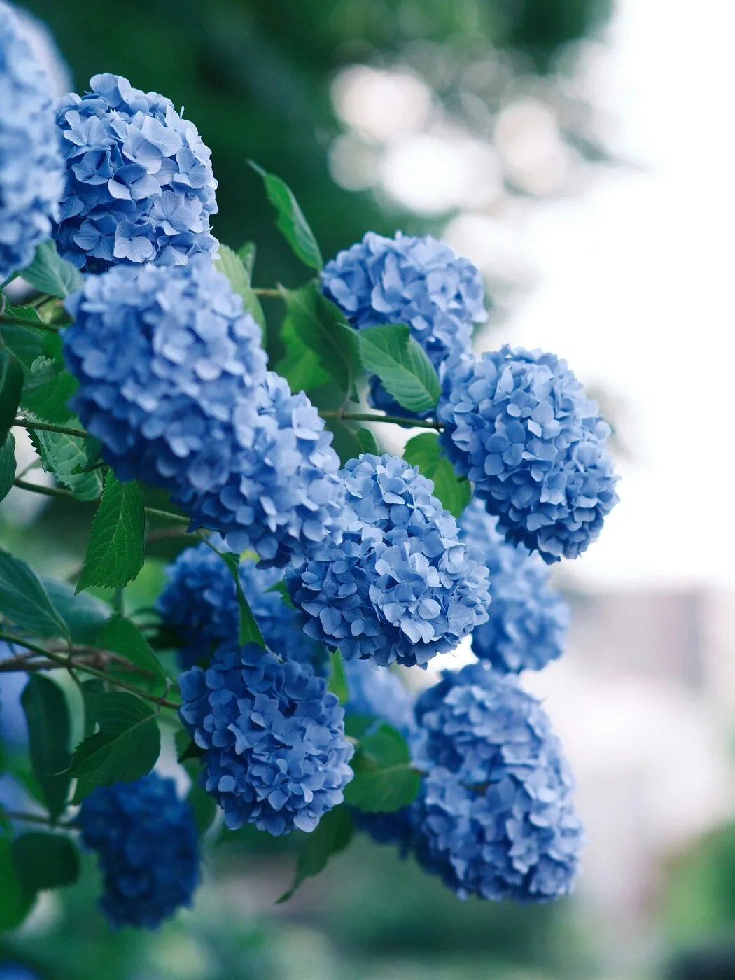 Niebieskie, kuliste kwiatostany hortensji ogrodowej Hydrangea macrophylla