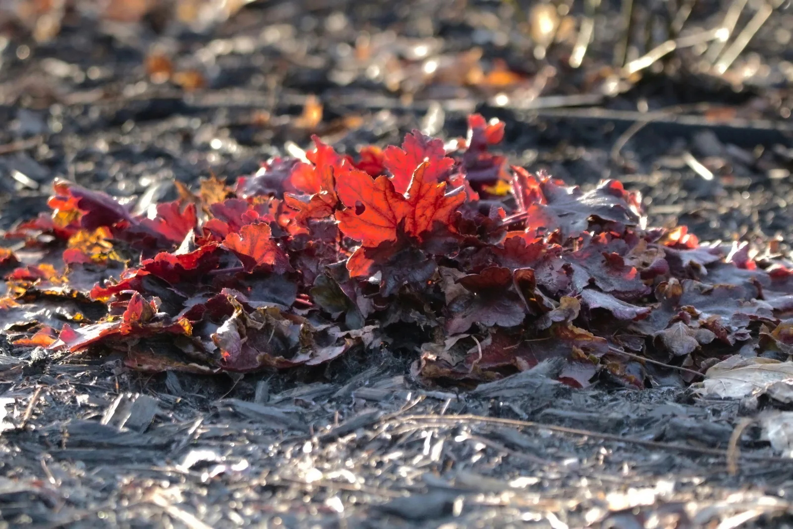 Dół pod rododendron wypełniony mieszanką kwaśnego torfu i kory sosnowej