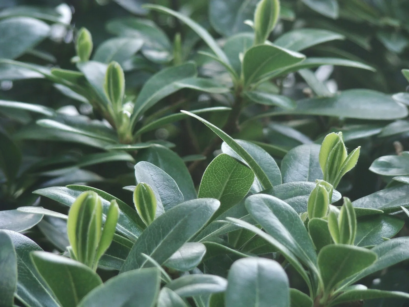 Wąskie, drobniejsze, ciemnozielone liście laurowiśni iberyjskiej Angustifolia