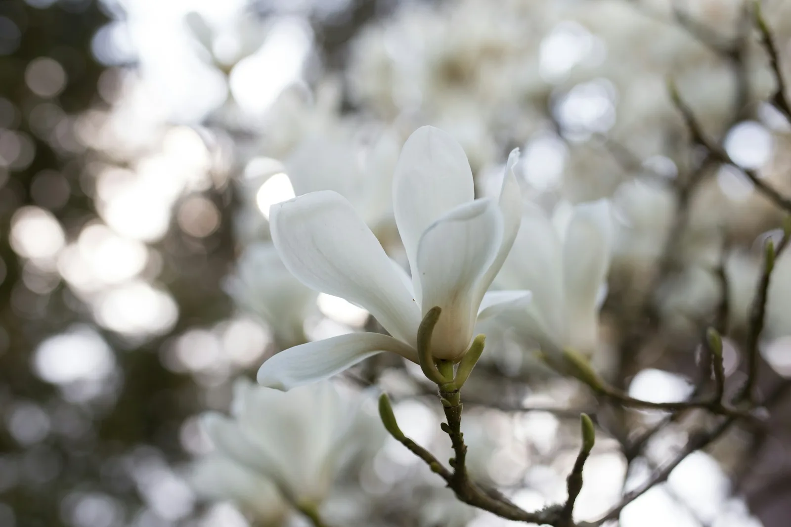Magnolia jako soliter w ogrodzie