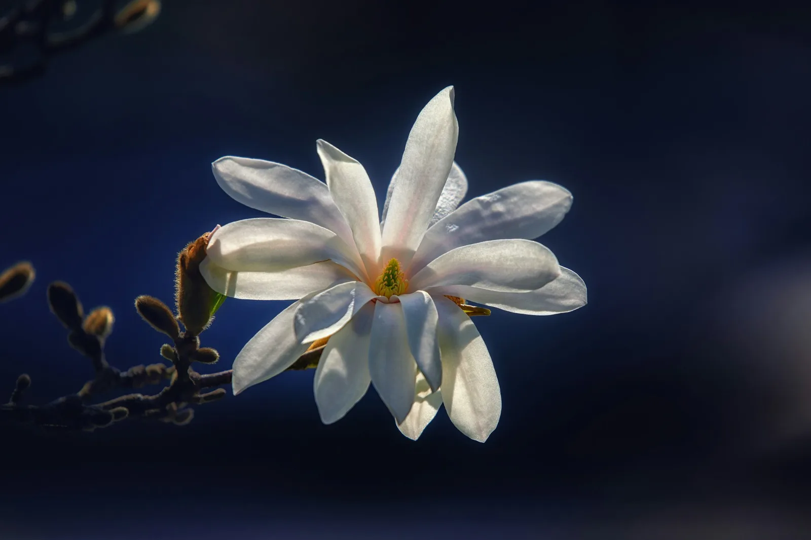 Kwitnąca magnolia w polskim ogrodzie