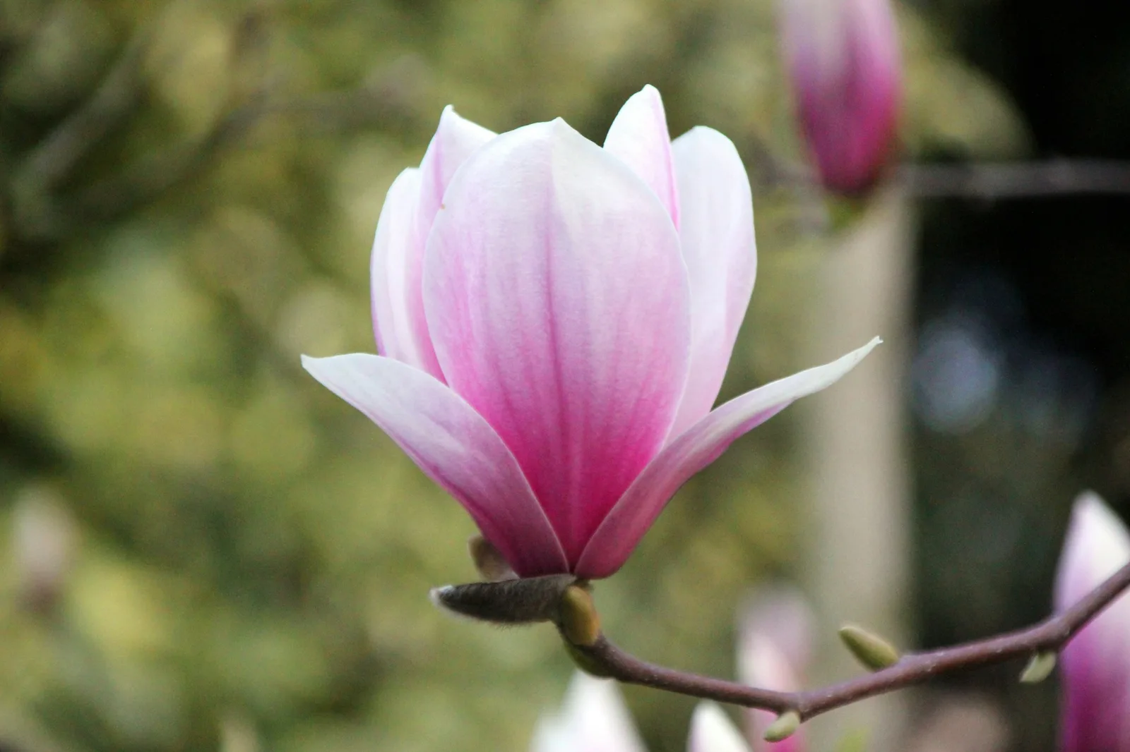 Rozwinięte kwiaty magnolii wczesną wiosną