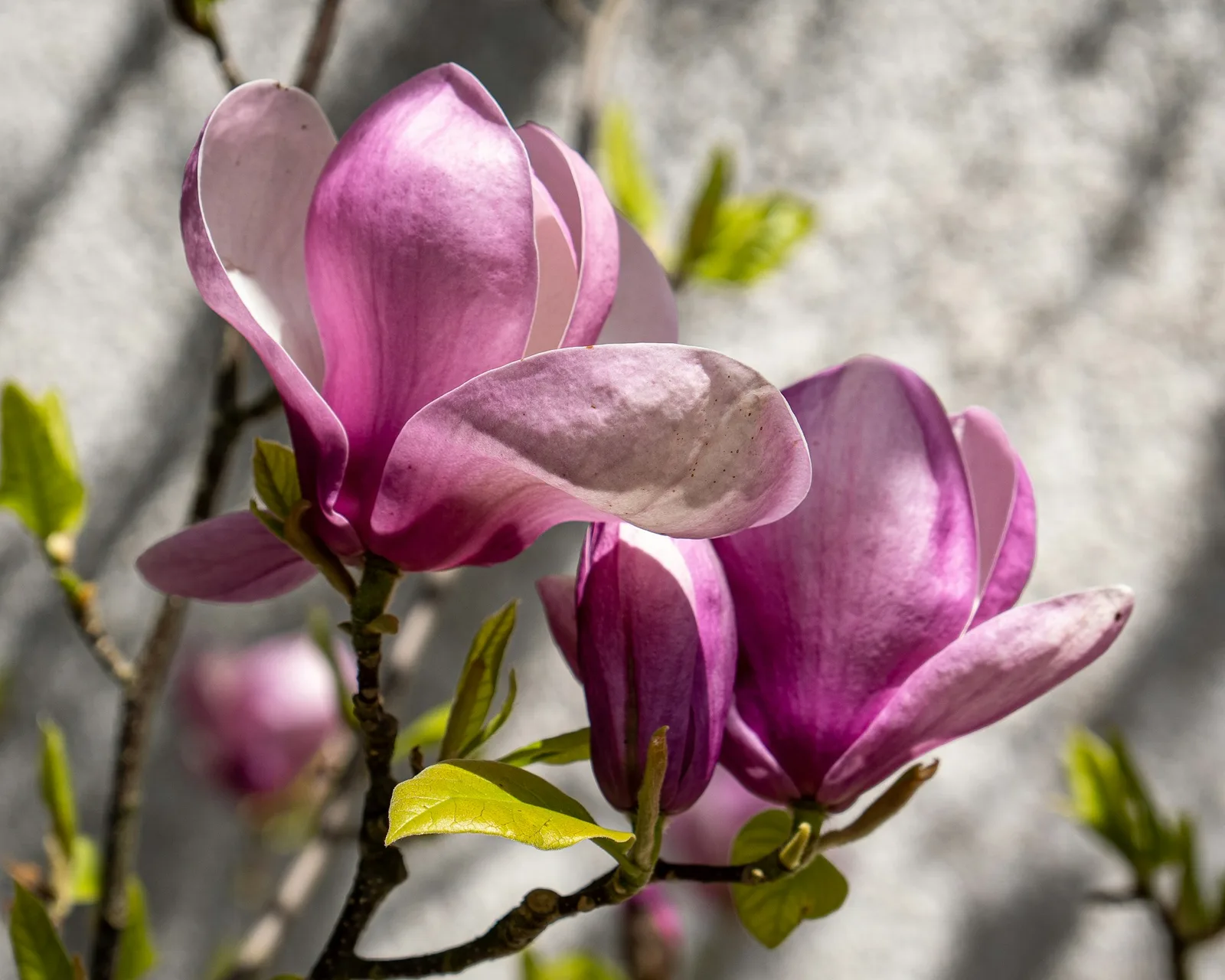 Ciemnoróżowe kwiaty magnolii z grupy Little Girls