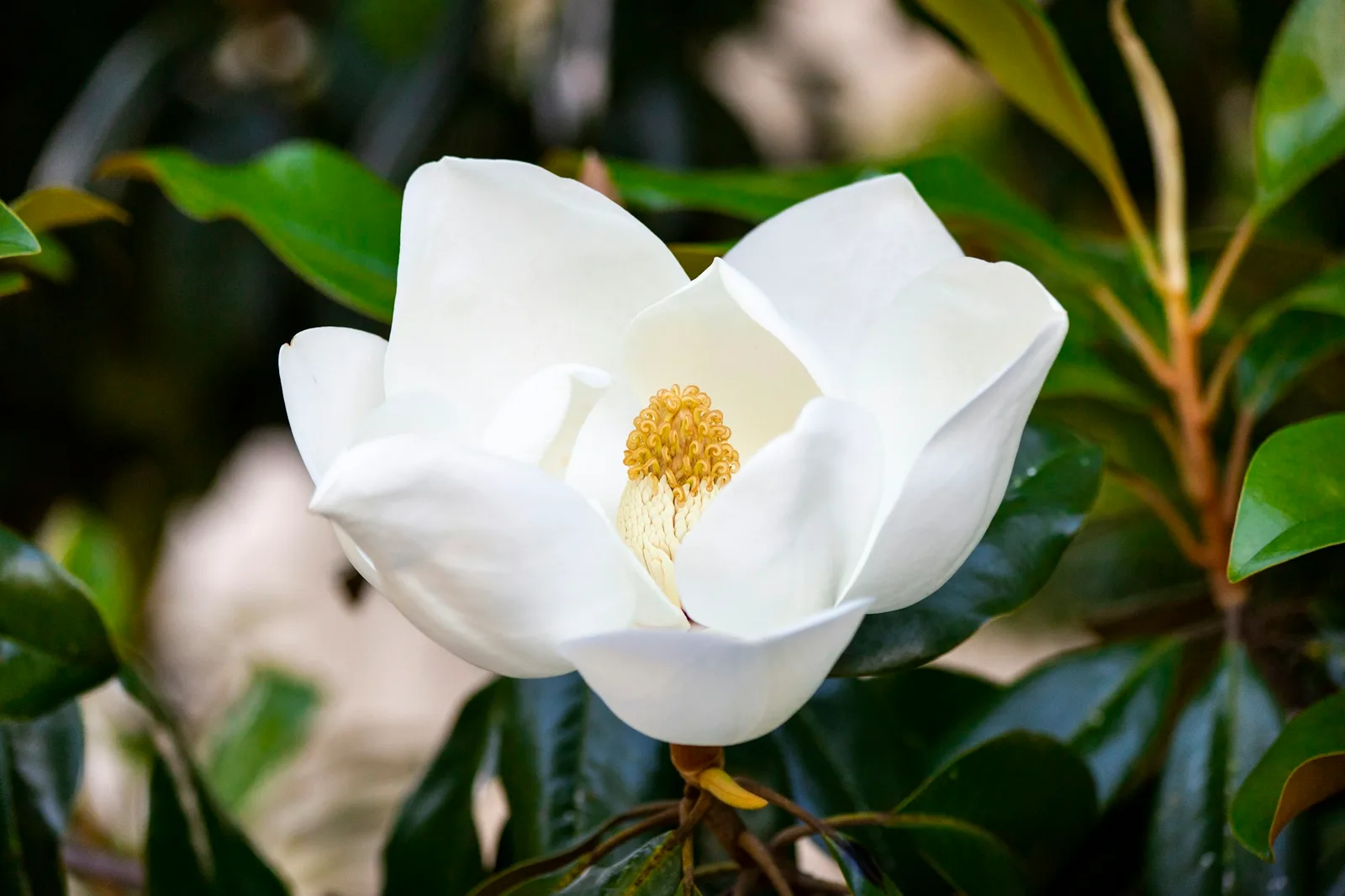 Białe kwiaty magnolii gwiaździstej