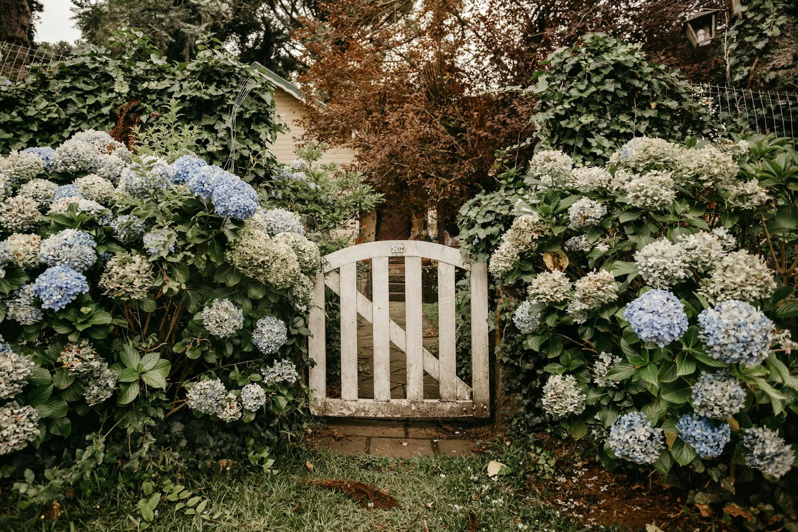 Kuliste kwiatostany hortensji ogrodowej Hydrangea macrophylla