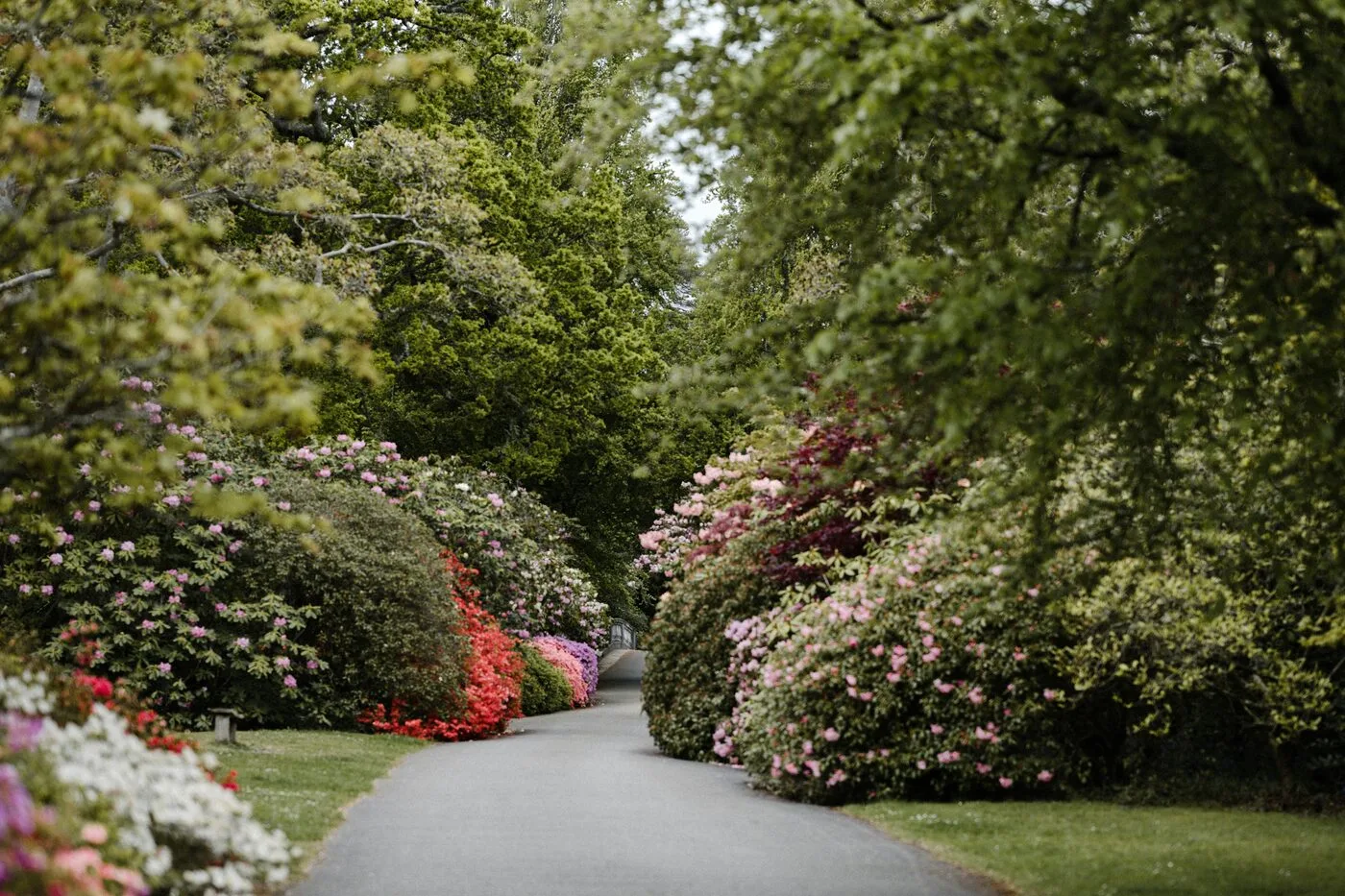 Ogrodowa ścieżka obsadzona rododendronami w półcieniu pod wysokimi drzewami