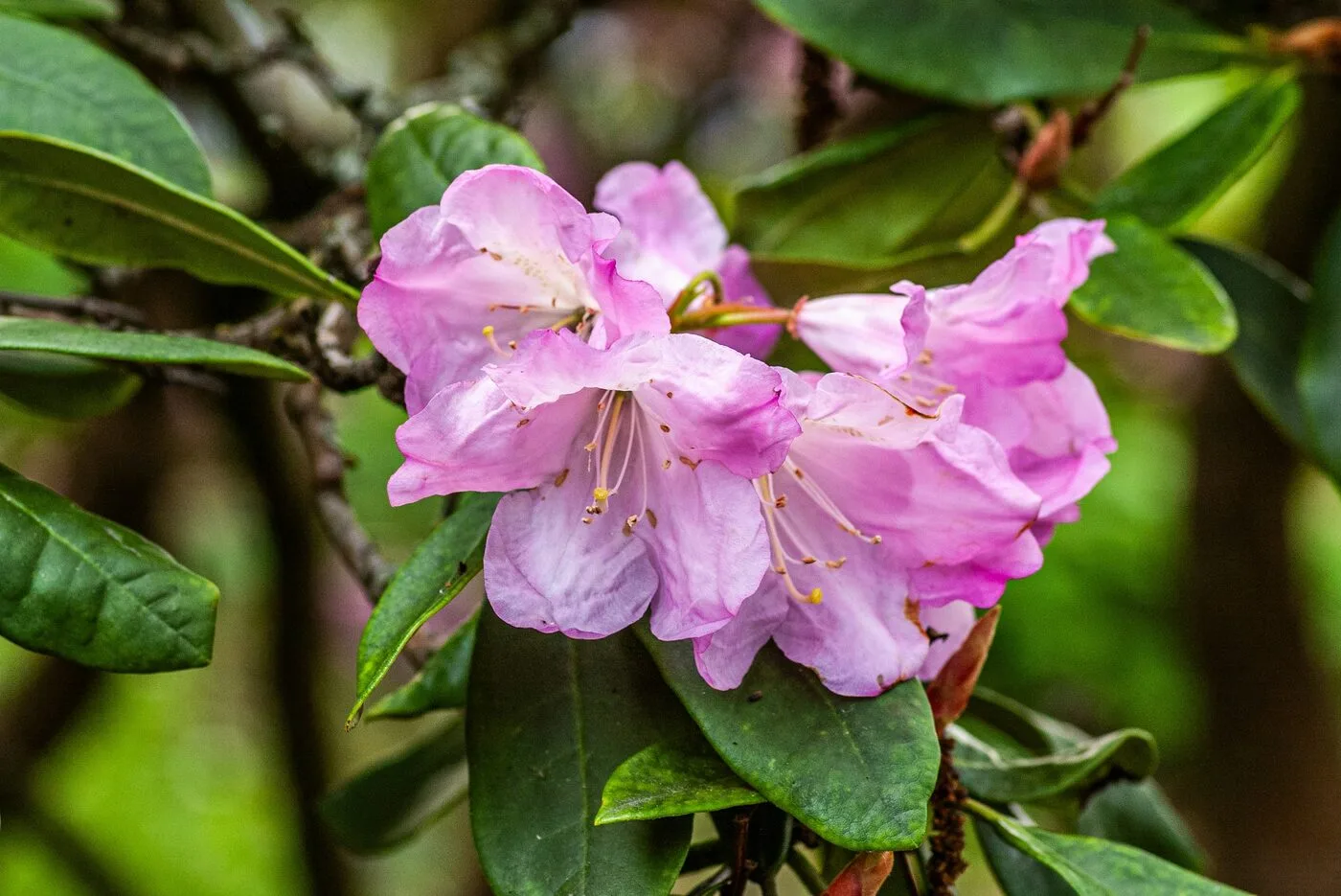 Różowe kwiaty rododendrona wśród zielonych liści