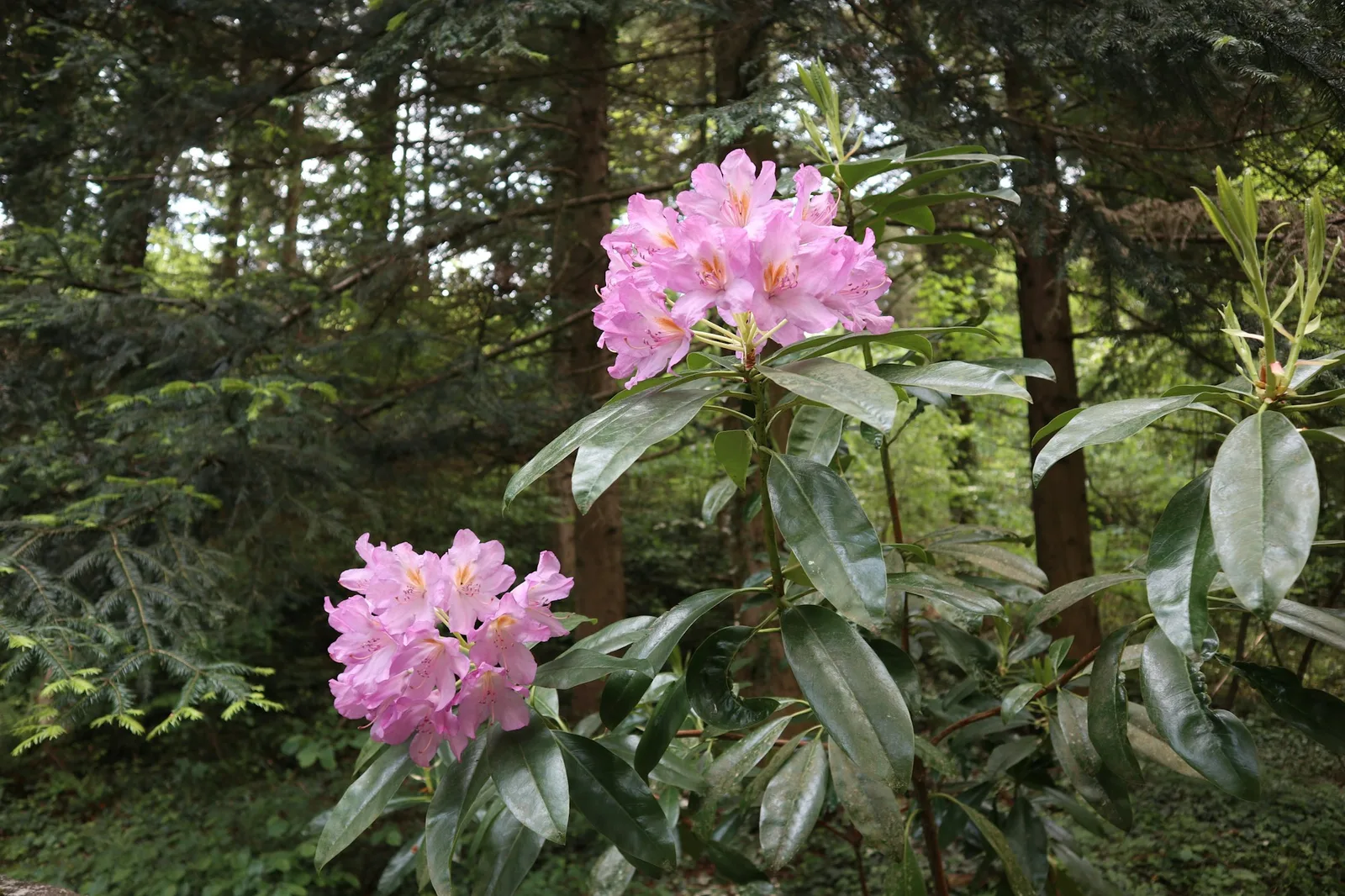 Rabata kwaśnolubna z rododendronami i azaliami