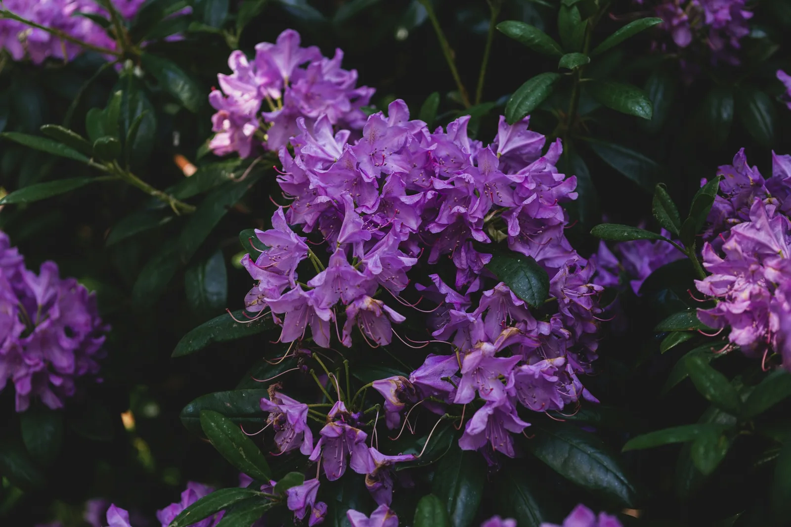 Rododendrony w półcieniu pod koronami drzew