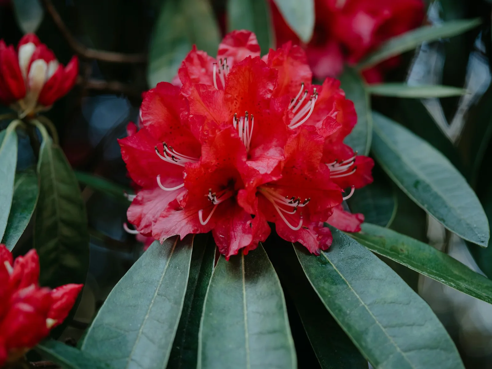 Zwarty rododendron z grupy yakushimanum