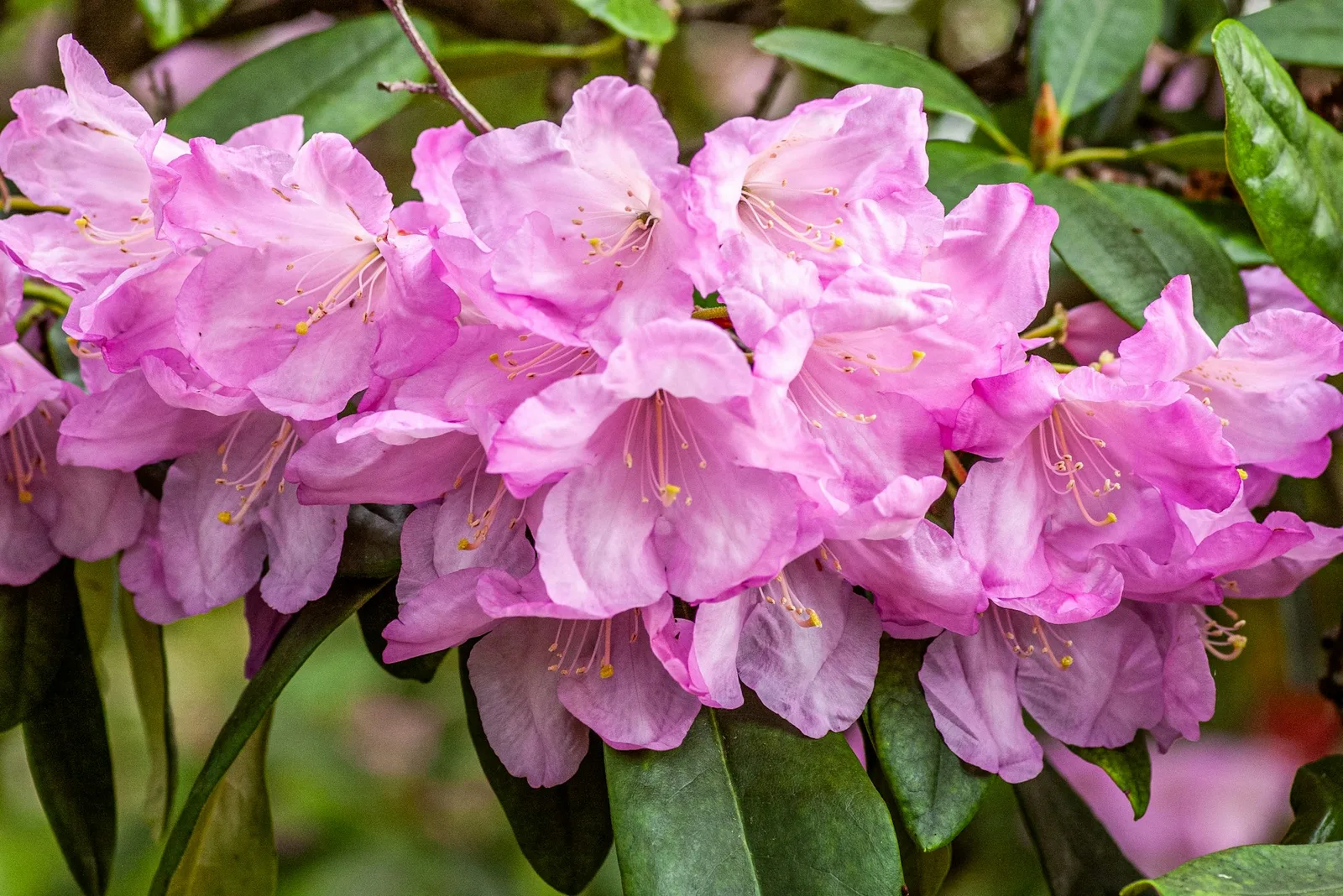 Rododendron o dużych kwiatostanach w rabacie